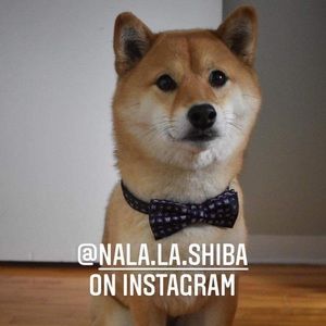 Meet your Posher, Fred